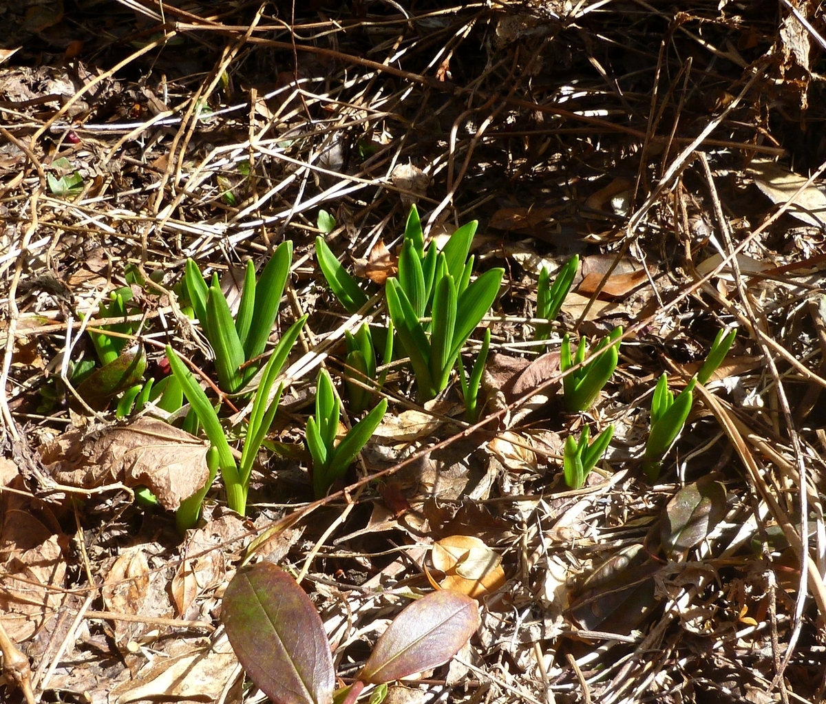 スイセンの葉？