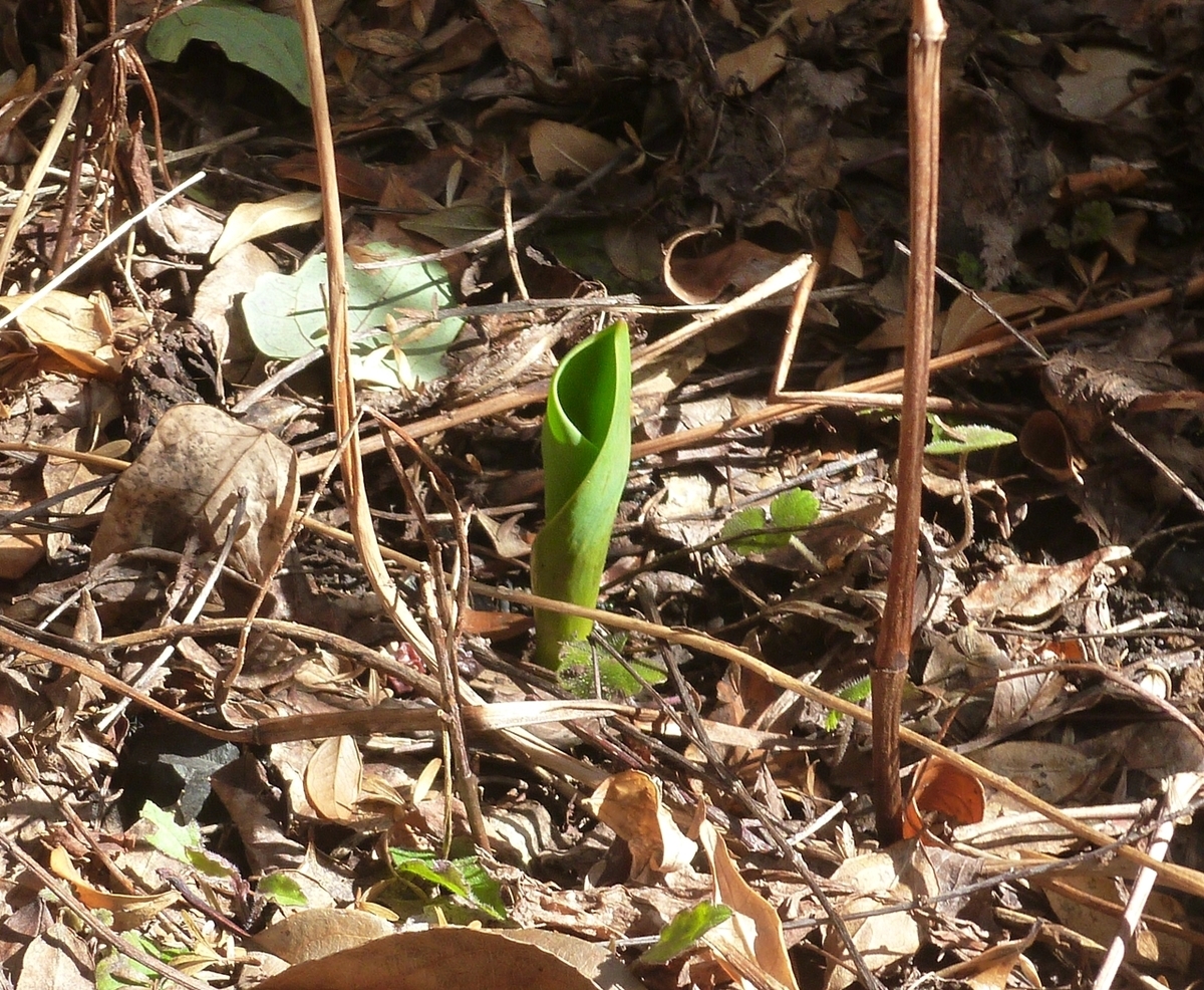 チューリップの葉