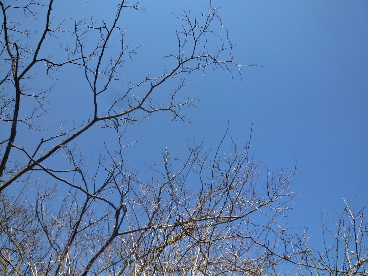 裏庭から見た青空