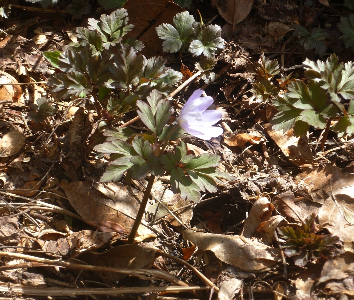 キクザキイチゲ？