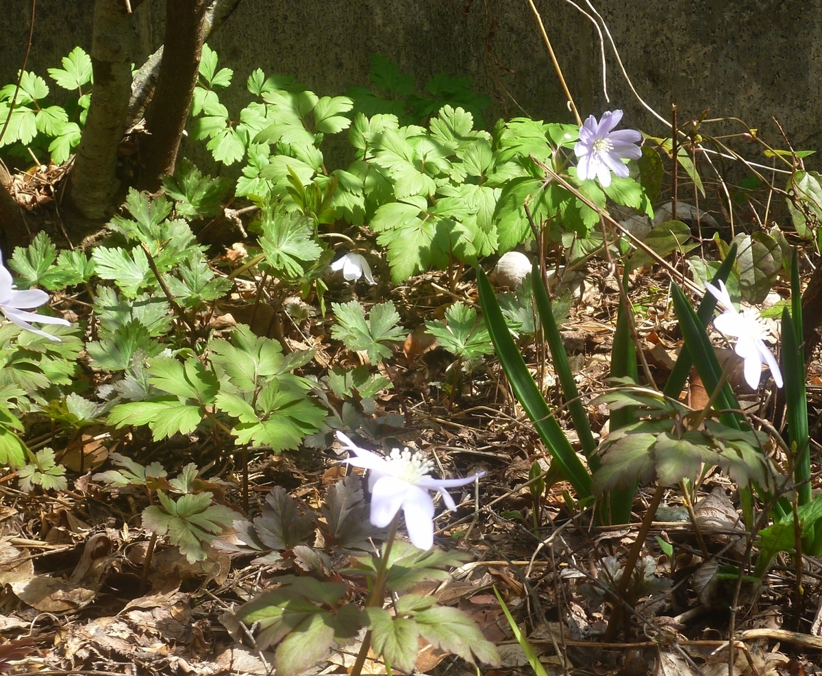 キクザキイチゲ？