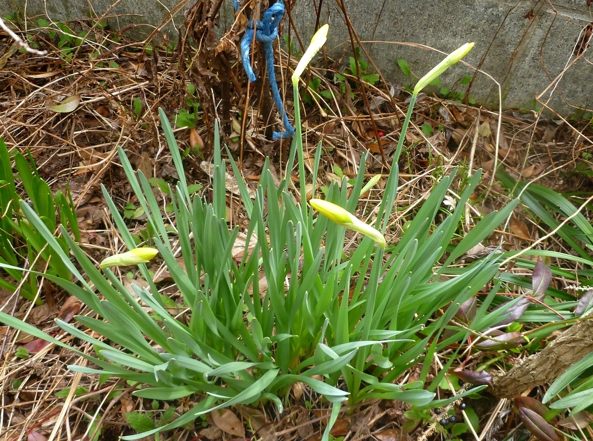 スイセンのつぼみ