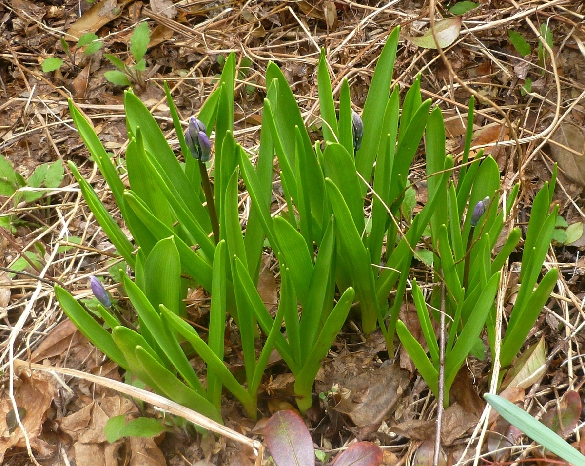 青い花のつぼみ