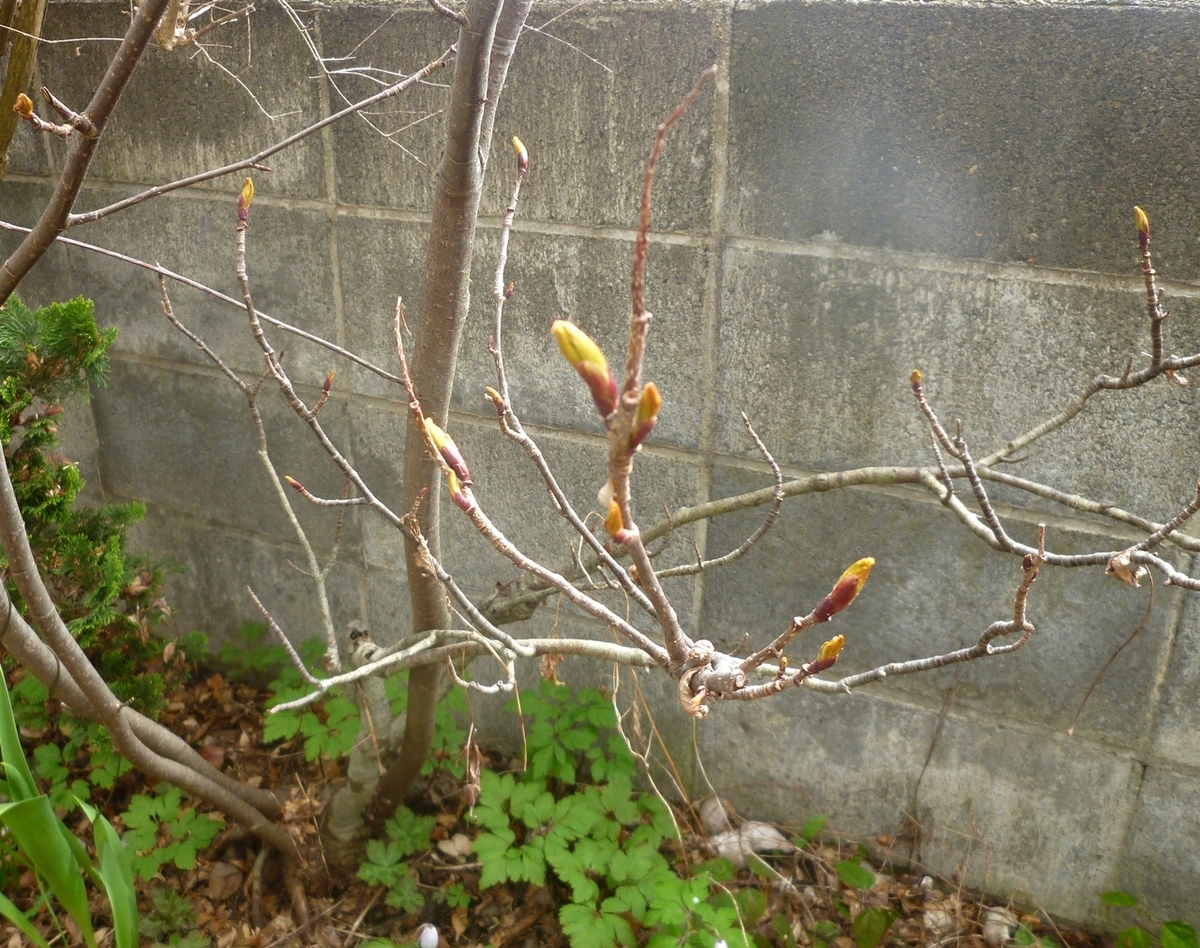 木の黄色いつぼみ