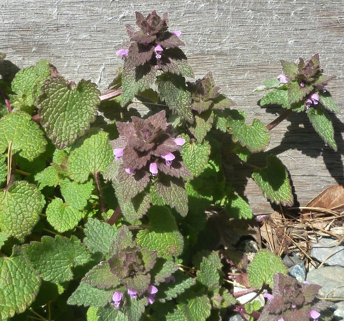 ヒメオドリコソウ