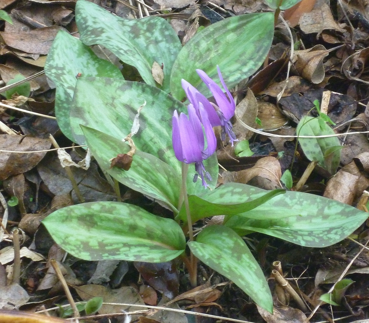 カタクリ 山野草