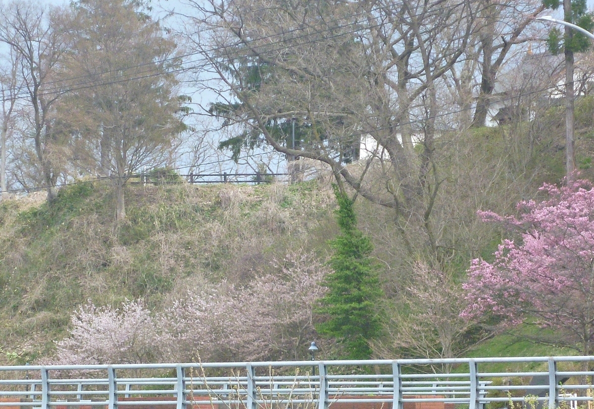 遠くの桜並木