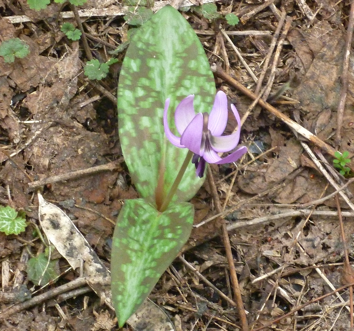 カタクリの花