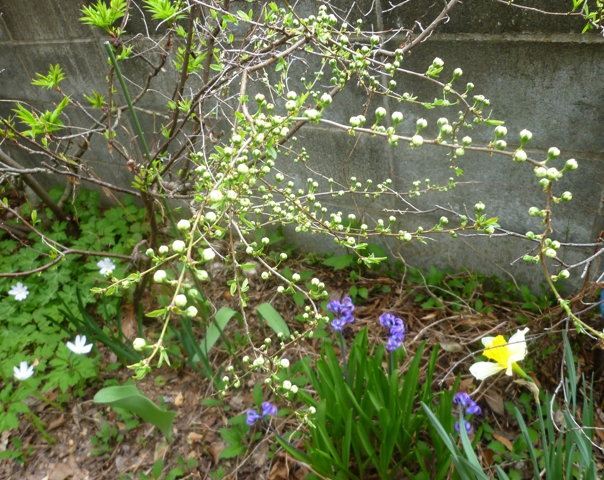 八重の梅のつぼみ