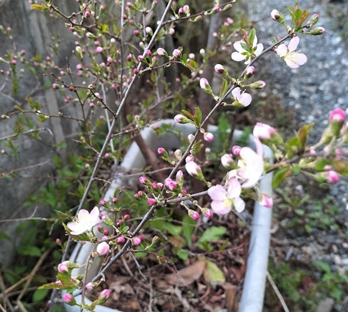 梅の花