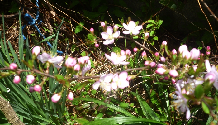 梅の花