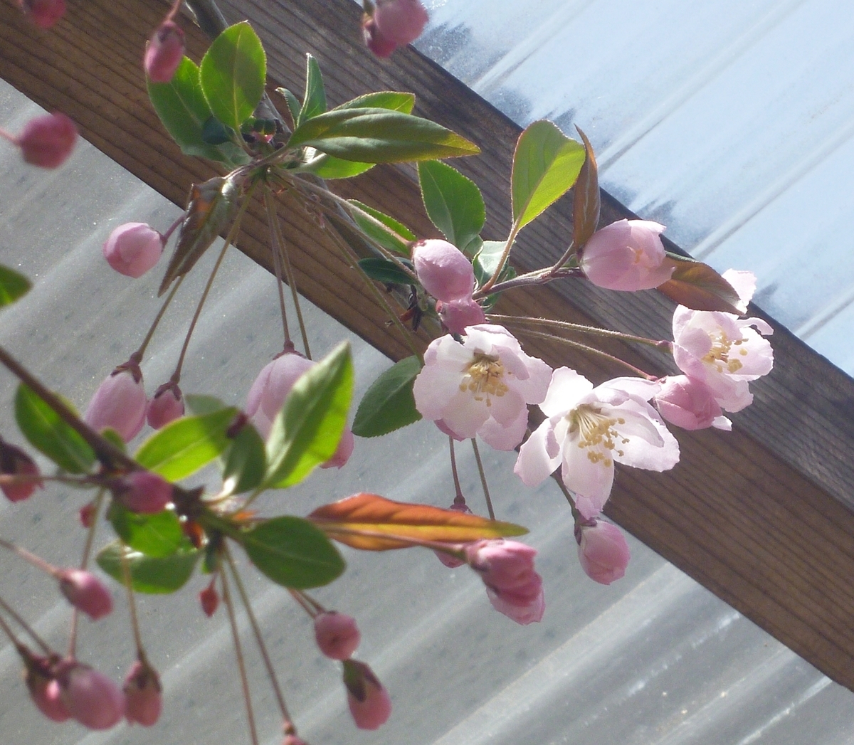 八重桜