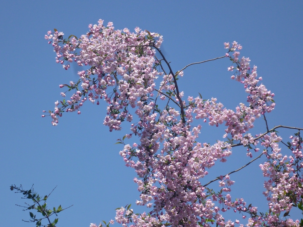 八重桜