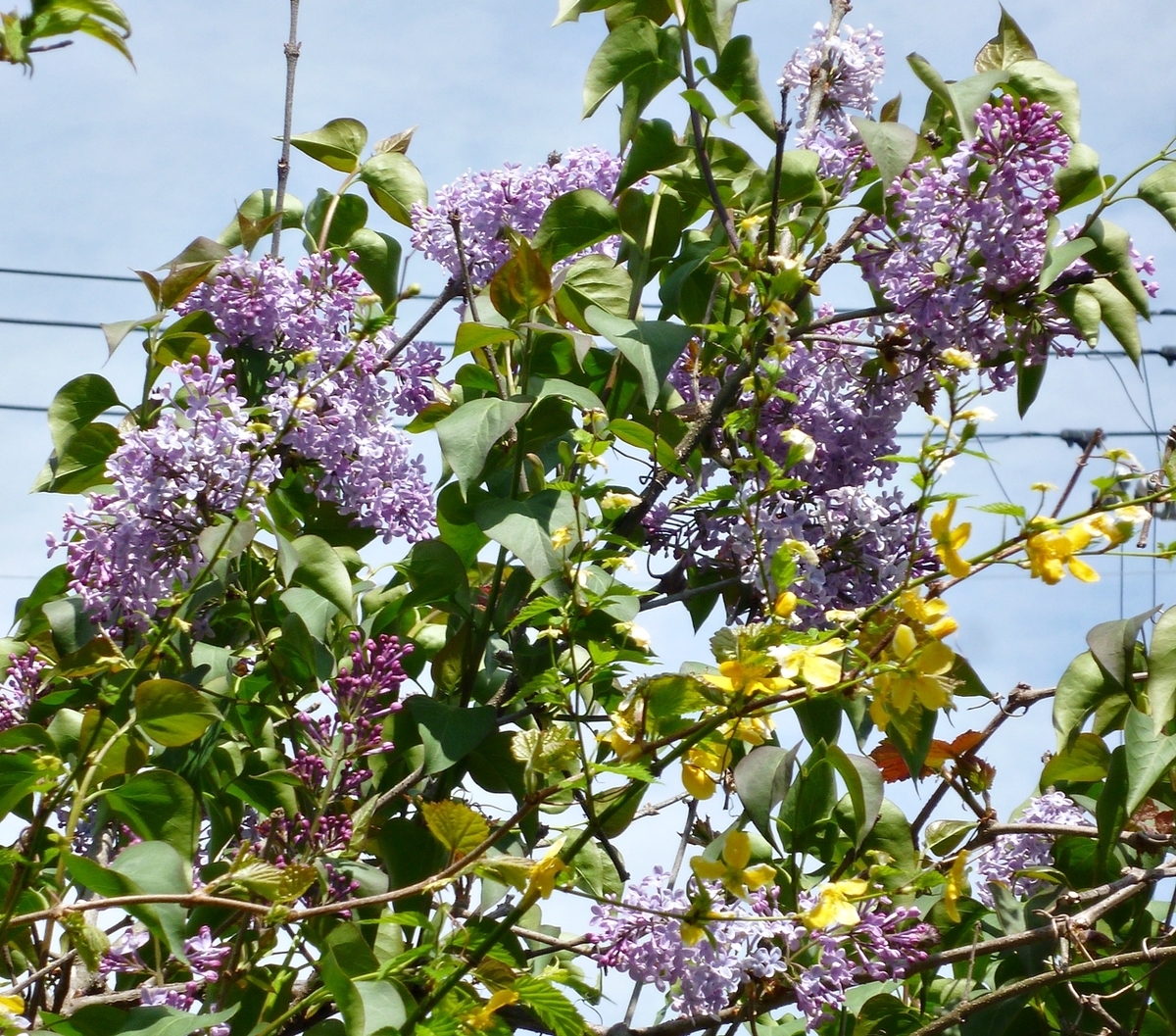 ライラック ヤマブキ