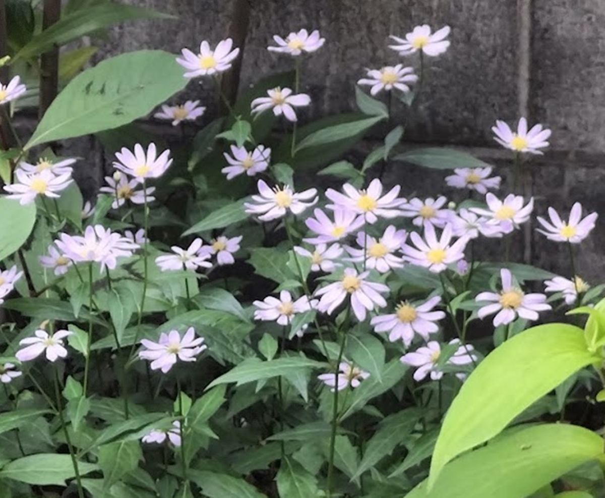 ミヤコワスレ