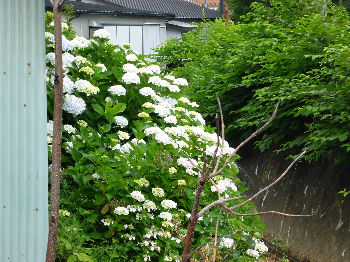 アジサイ