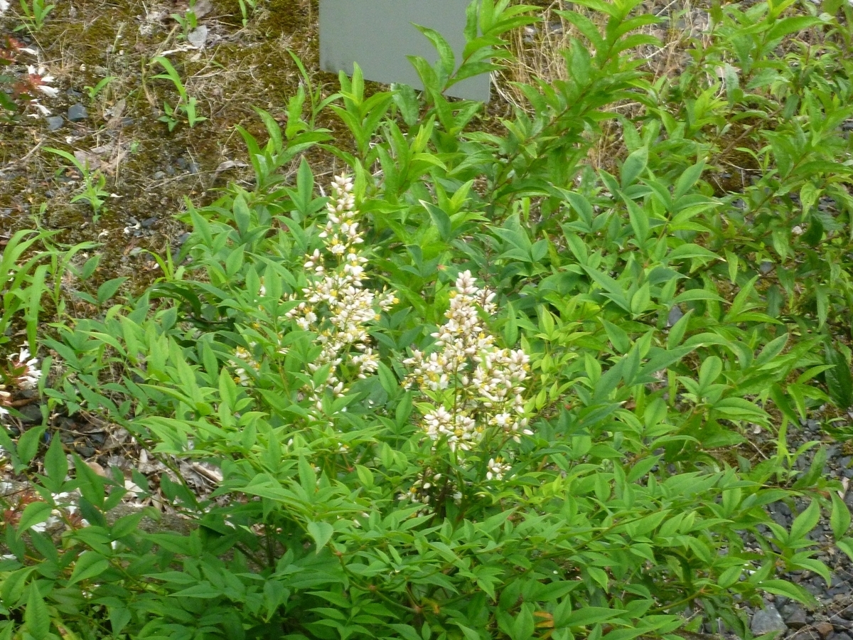 ナンテンの花