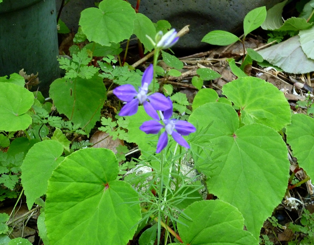 雑草の花