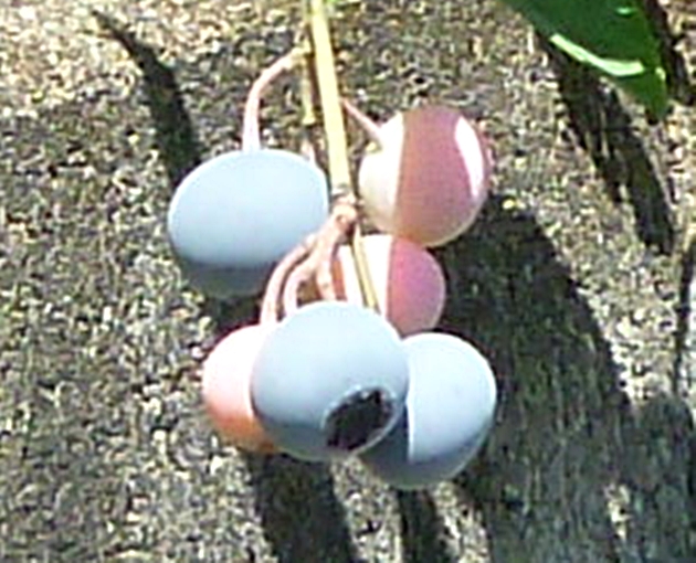 ブルーベリーの実