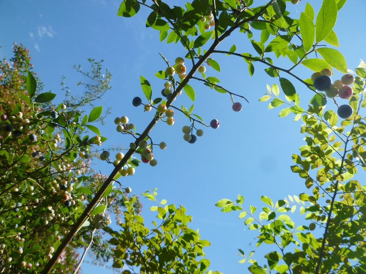 ブルーベリーの実と青空