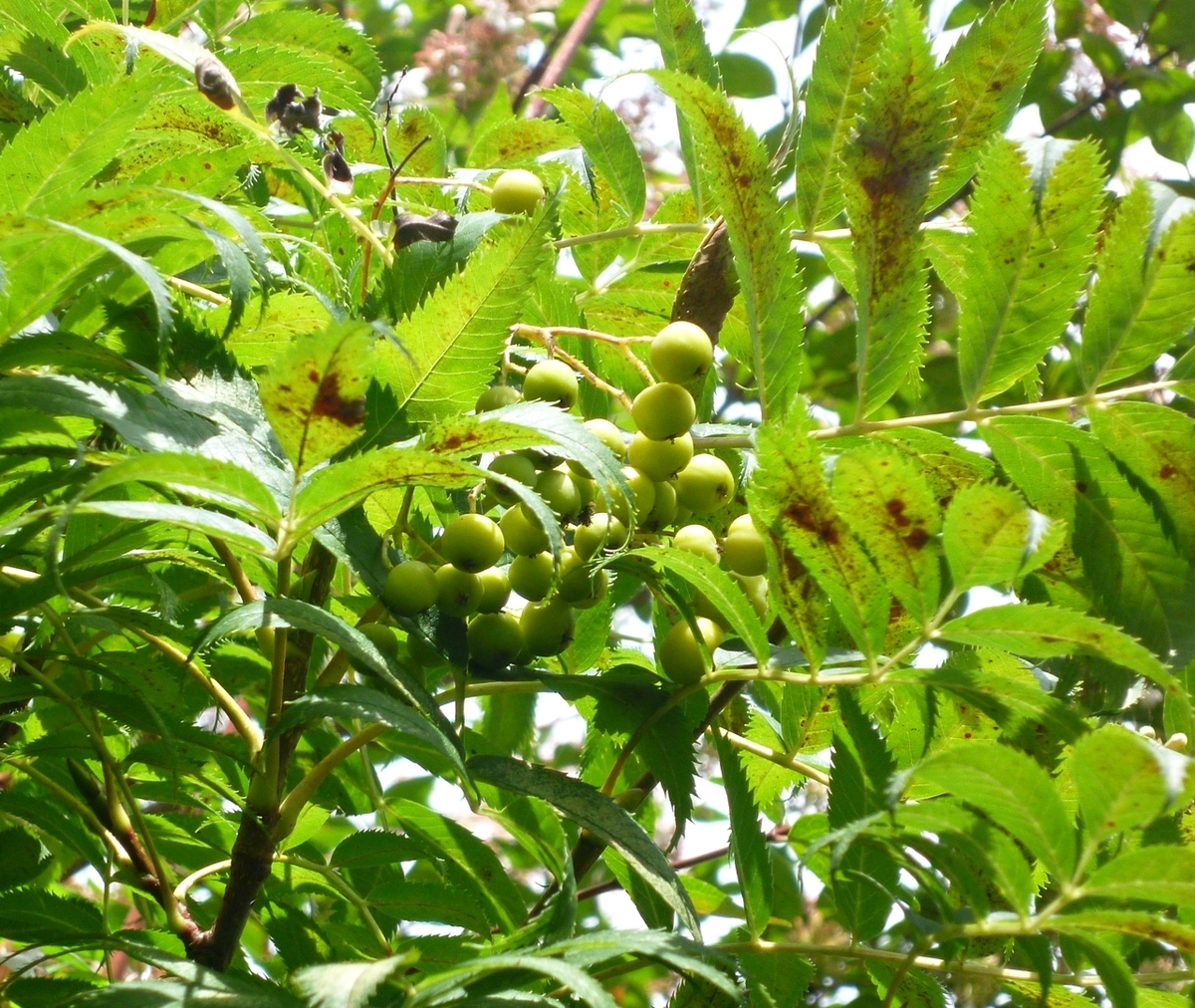 ナナカマドの実