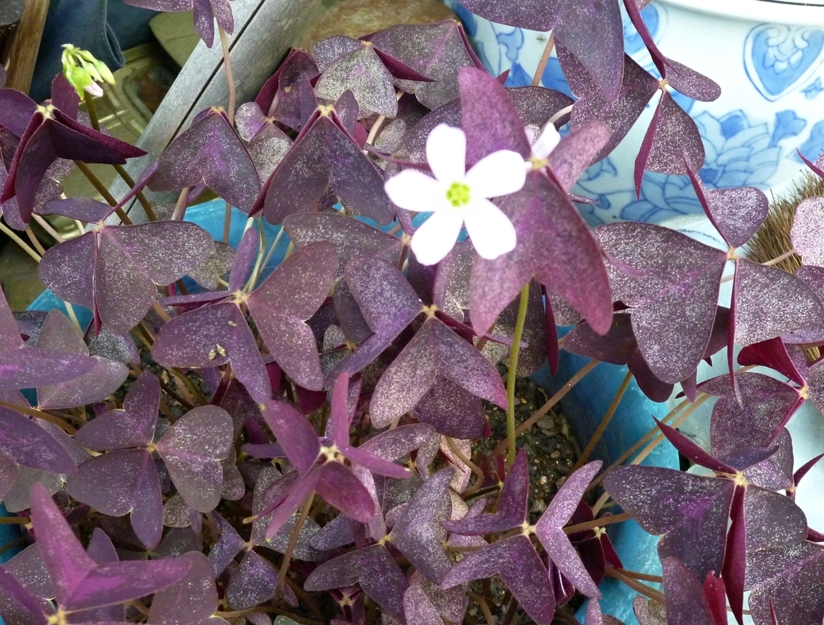 オキザリスの花