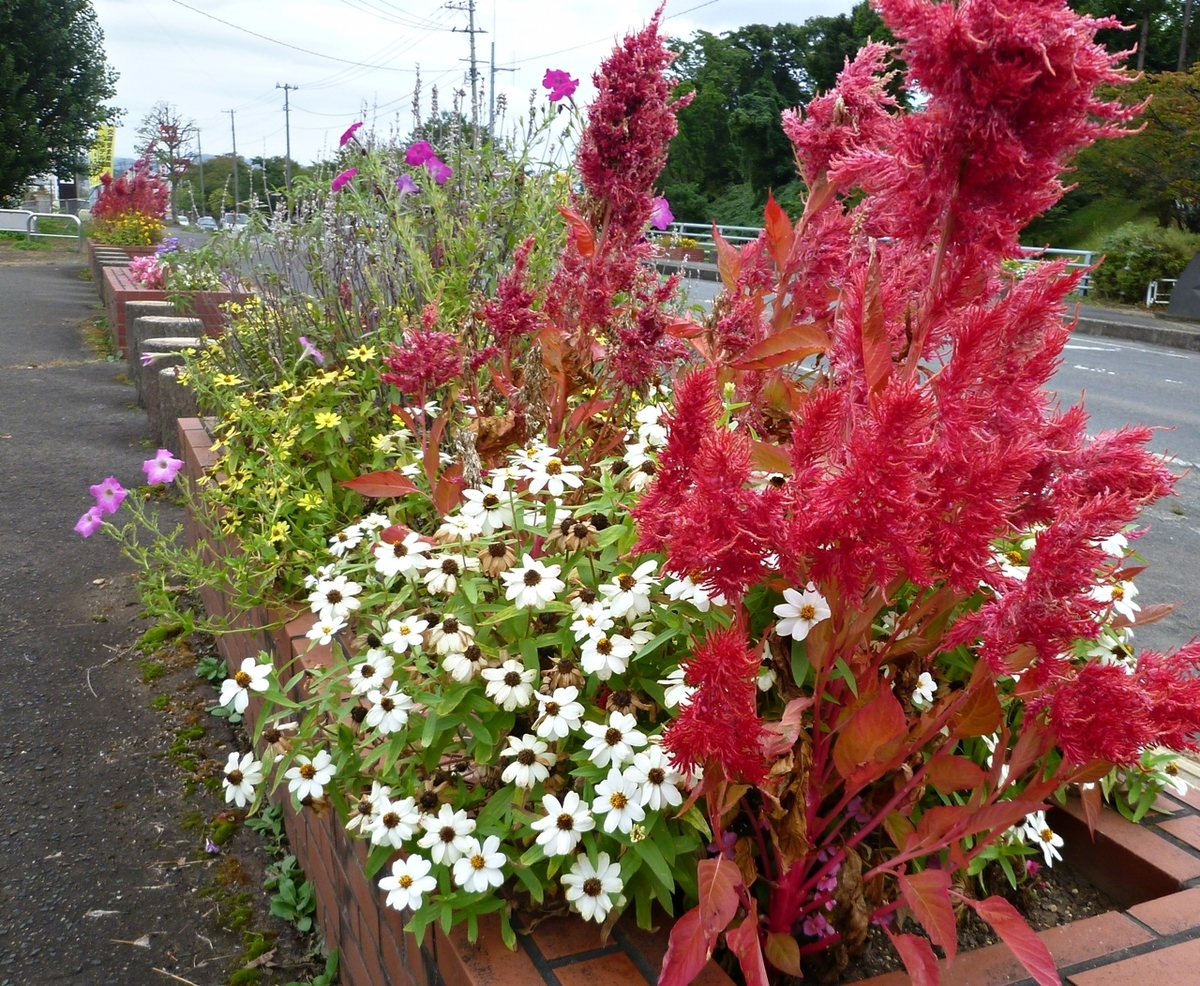 花壇の花