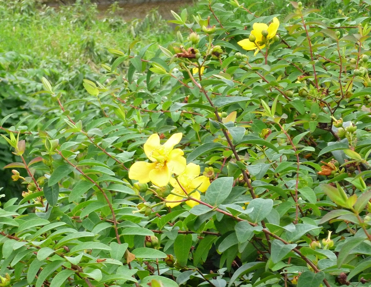 川辺の花