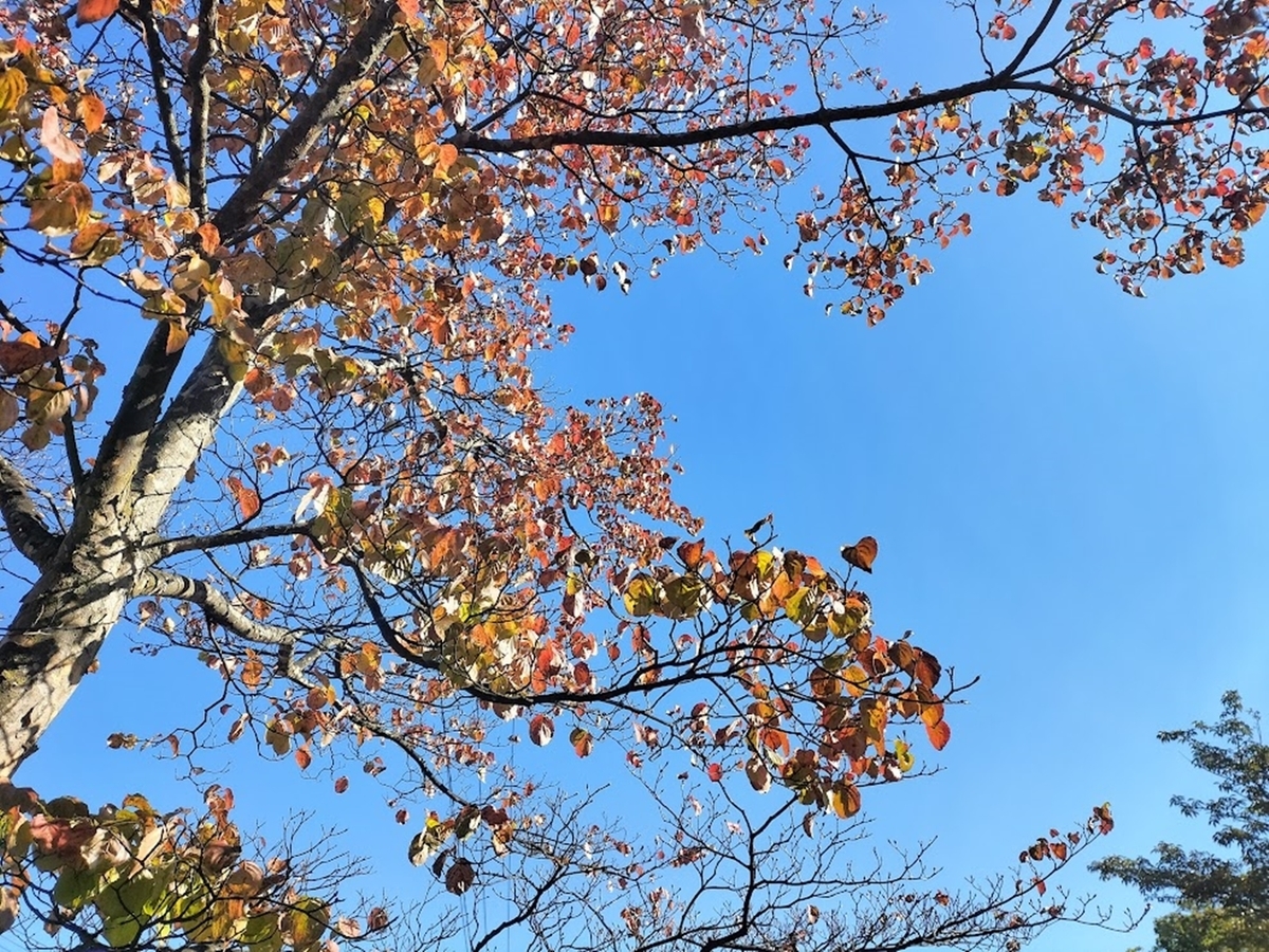 紅葉と青空