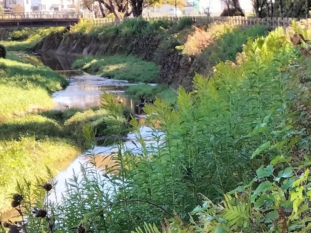 川辺の風景