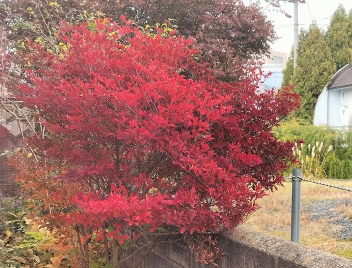 庭の紅葉