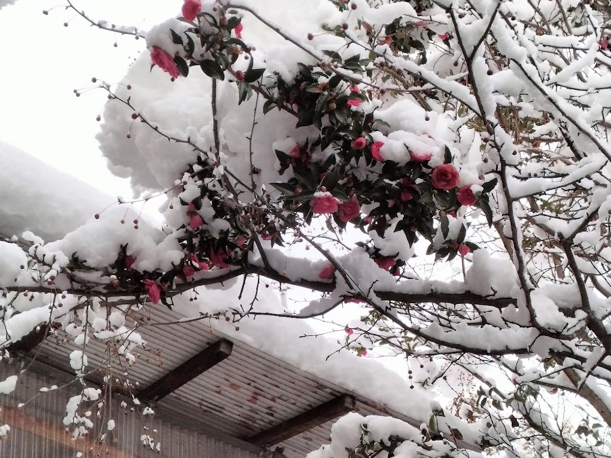 雪とサザンカ