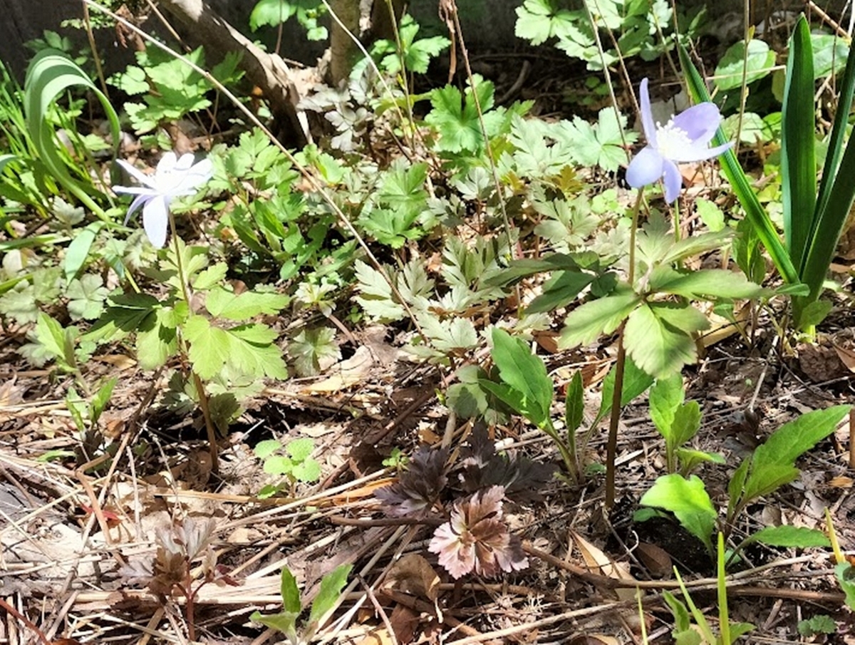 キクザキイチゲ