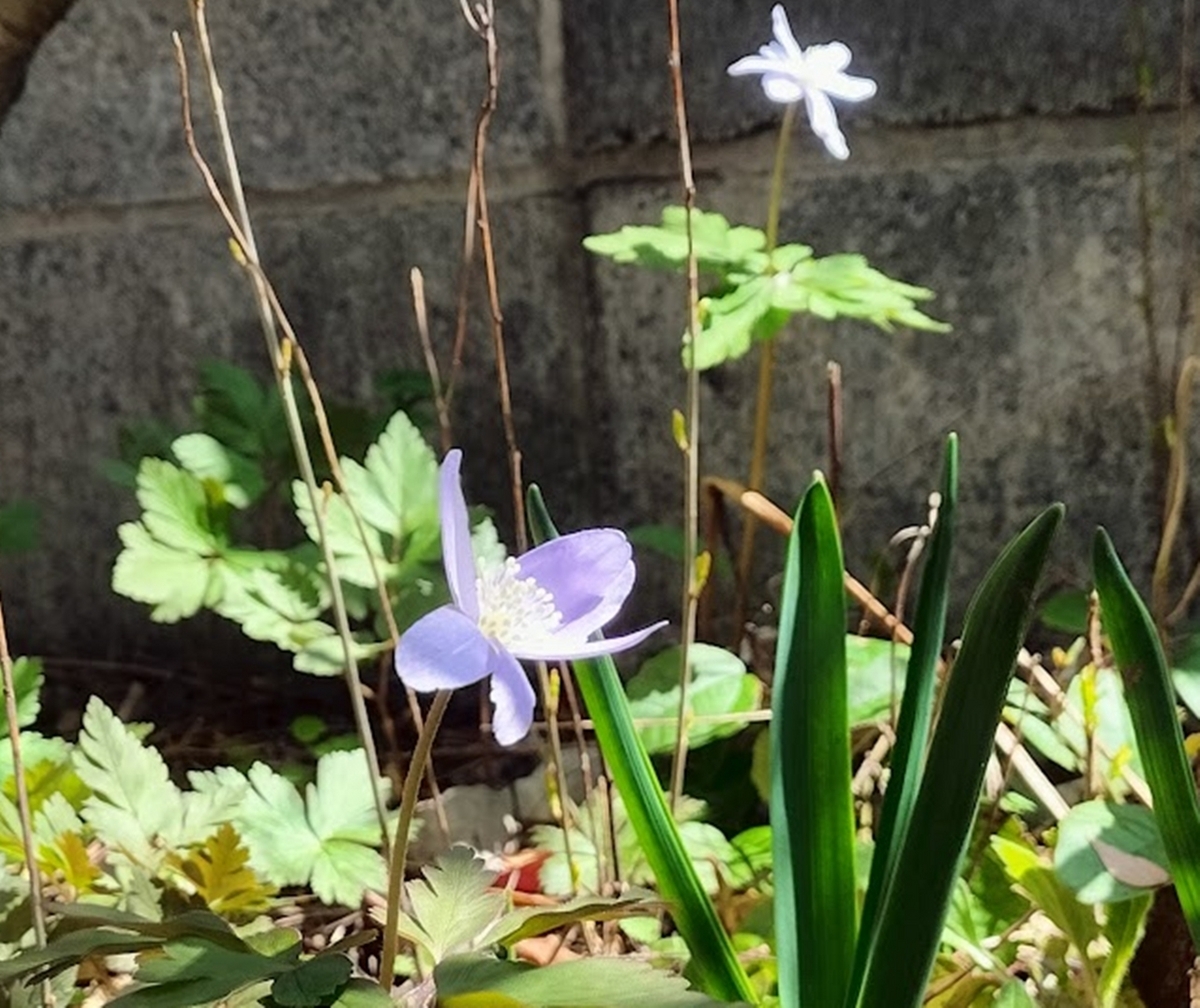 キクザキイチゲ