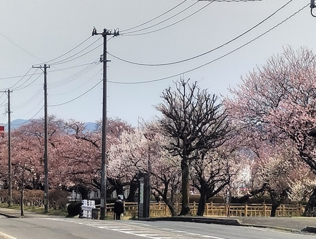 散歩道の風景