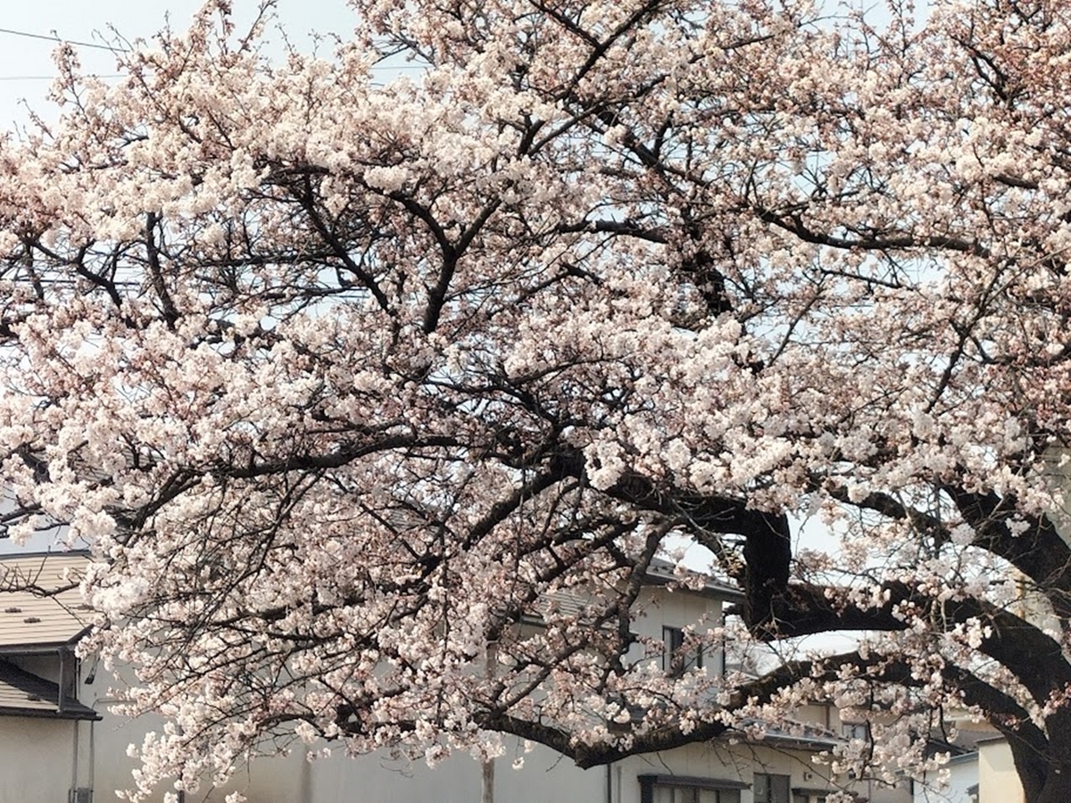 満開の桜