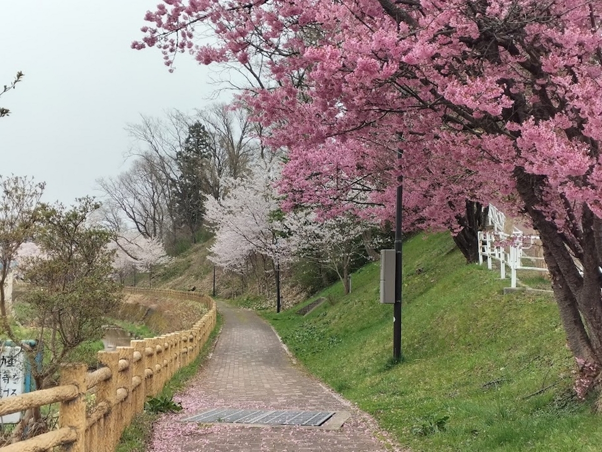 公園の桜