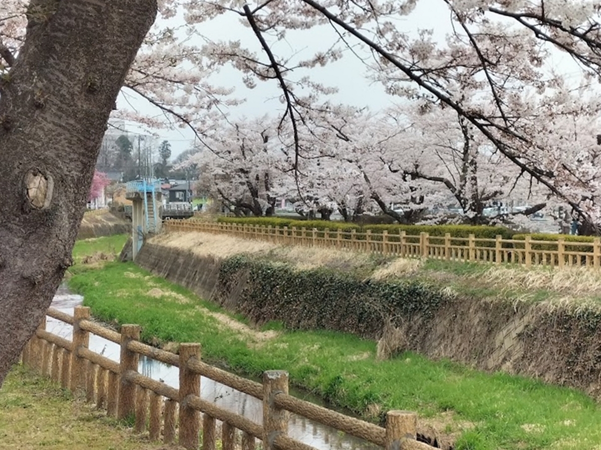 公園の桜