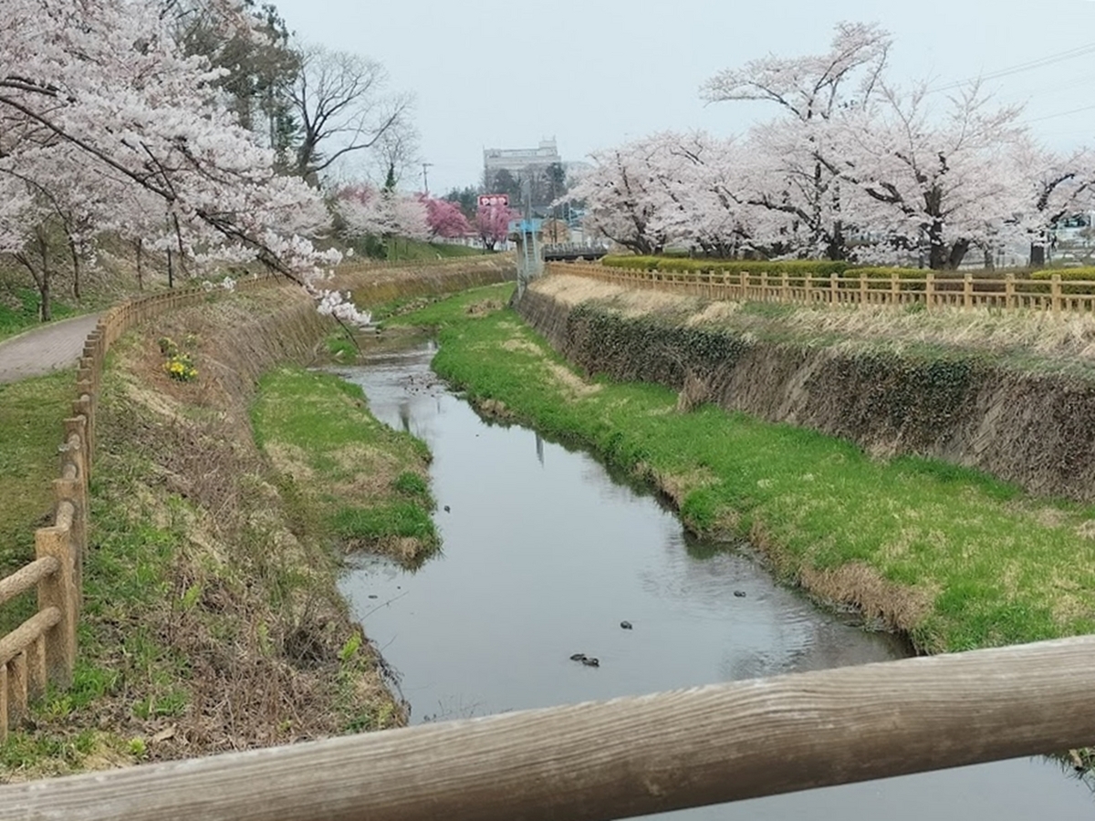 公園の桜