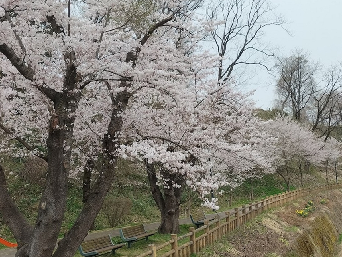 公園の桜
