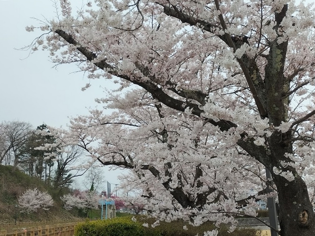 公園の桜