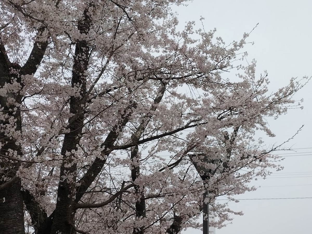 公園の桜