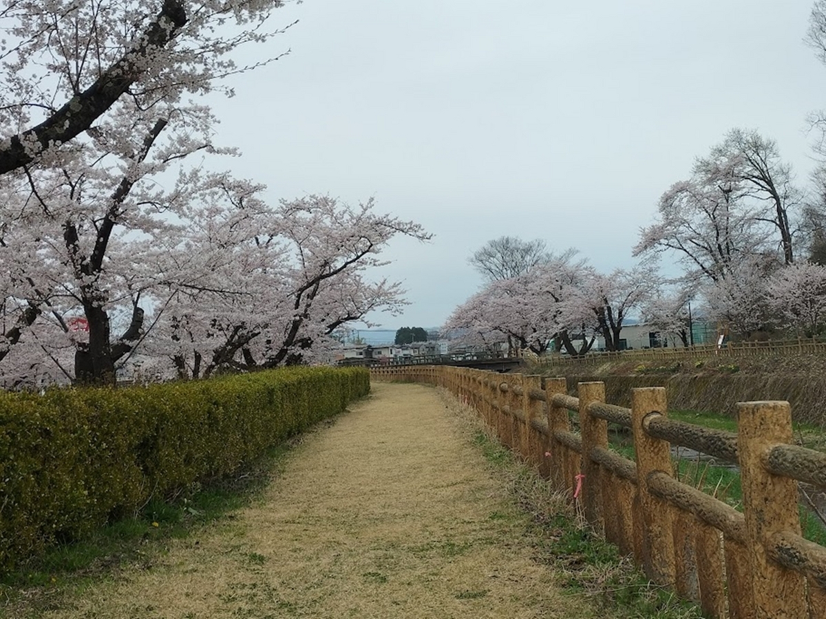 公園の桜