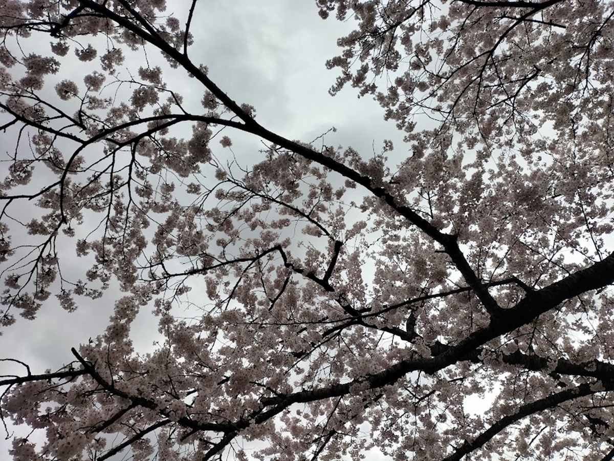 桜と雨雲