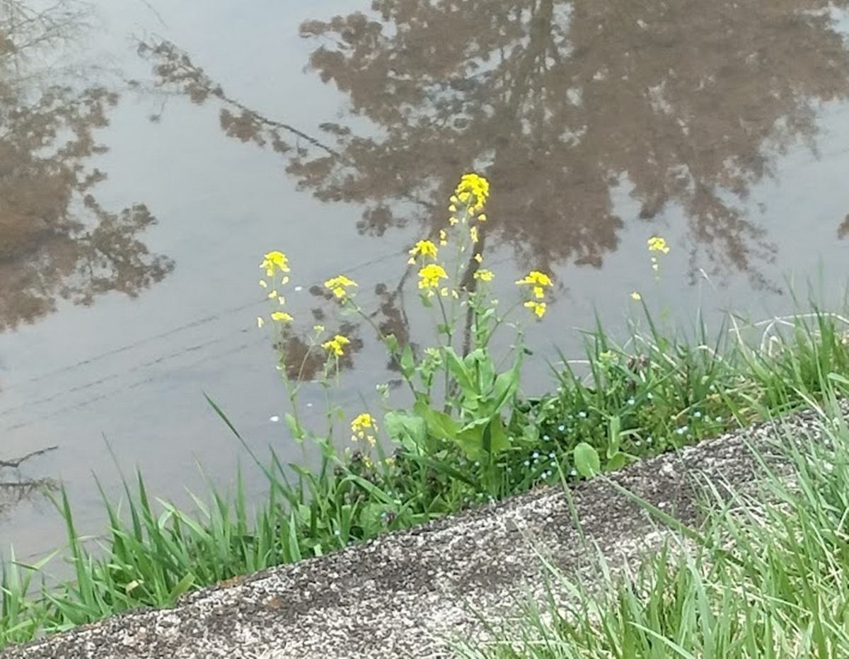 川辺の菜の花