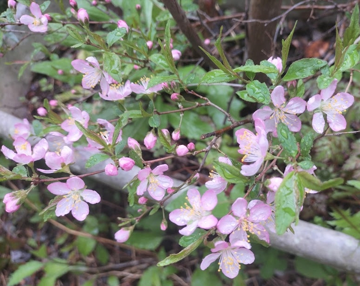 梅の花