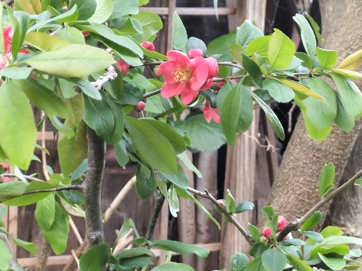 ツバキ