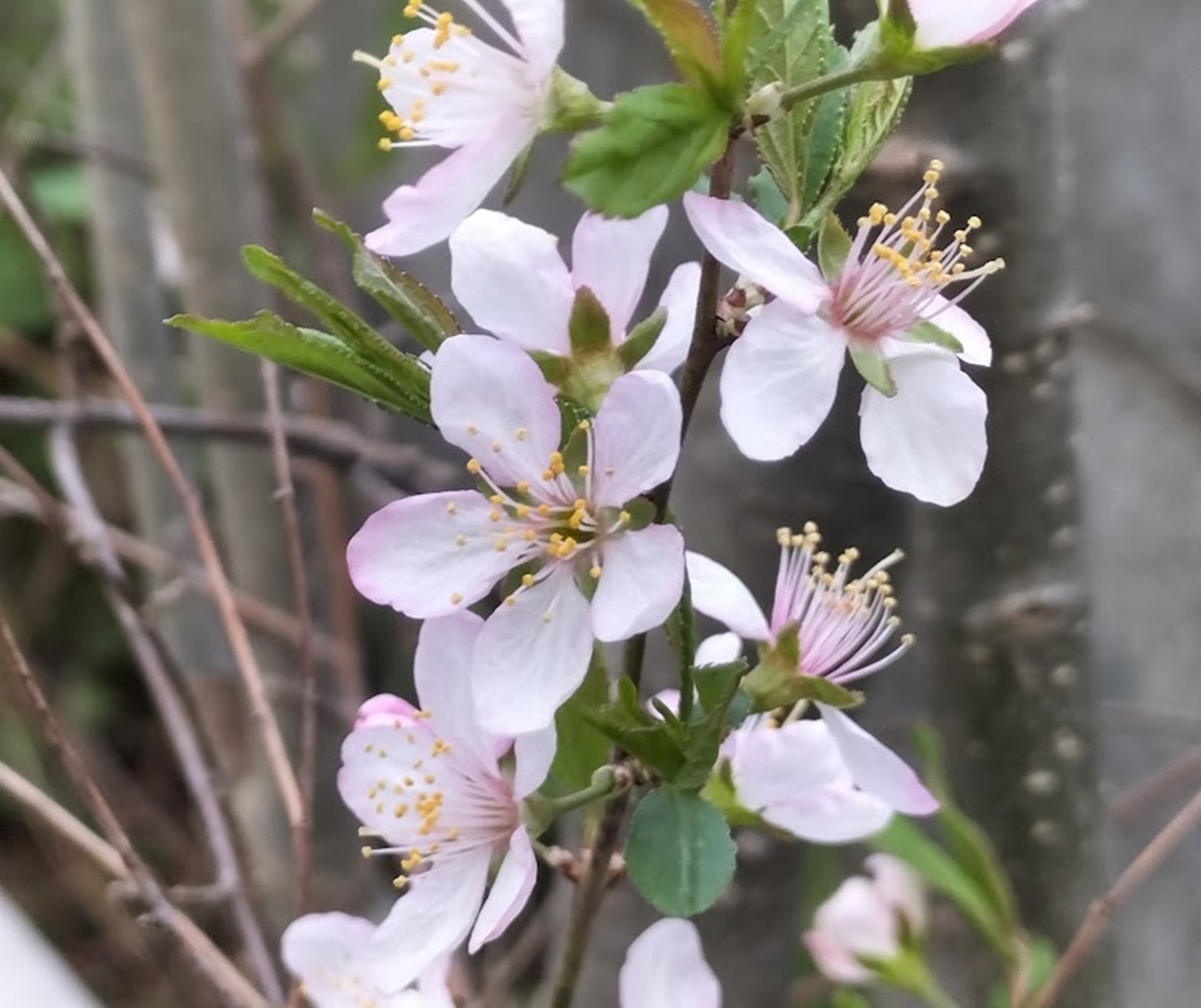 梅の花