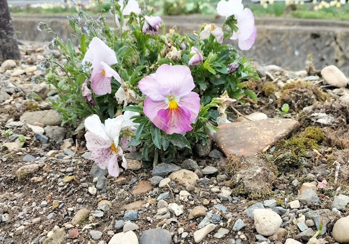 道端のパンジー