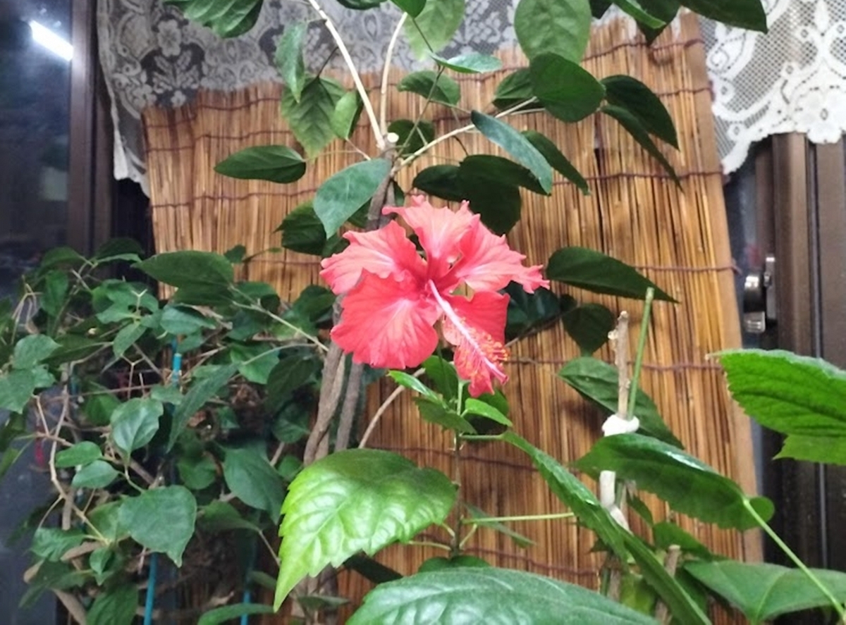 赤いハイビスカス